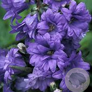 Campanula trachelium 'Bernice' GM P9