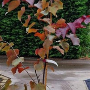 Cercis can. 'Forest Pansy' 175-200 cm 15L