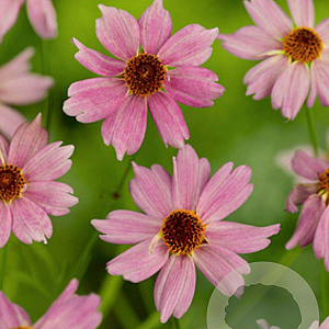 Coreopsis 'Limerock Passion' GM P9
