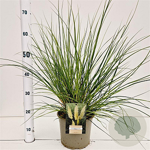 Cortaderia s. 'Pumila' 60-80 cm 4,0L