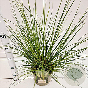 Cortaderia s. 'Pumila' 60-80 cm 4,0L
