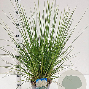 Cortaderia s. 'Sunningd. Silver' 60-80 cm 4,0L