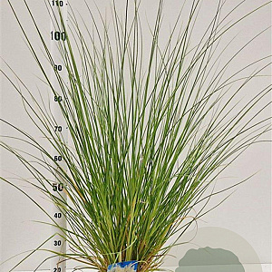 Cortaderia s. 'Sunningd. Silver' 60-80 cm 4,0L