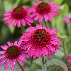 Echinacea Delicious Candy GM P9
