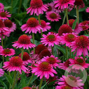 Echinacea Delicious Candy GM P9