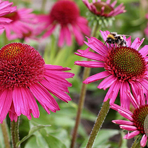 Echinacea Delicious Candy GM P9