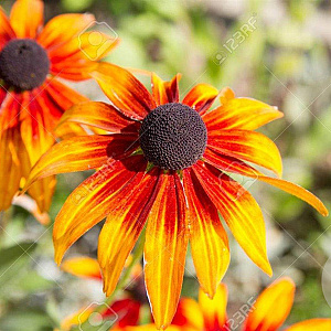Echinacea 'Funky Yellow' GM P9