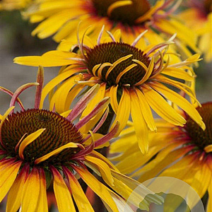 Echinacea 'Funky Yellow' GM P9