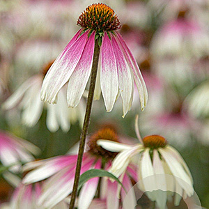 Echinacea Pretty Parasols GM P9