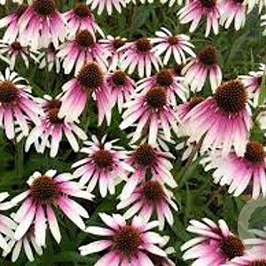Echinacea Pretty Parasols GM P9