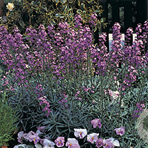 Erysimum 'Bowles' Mauve' GM P9