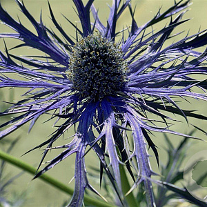 Eryngium bourgatii 'Pen Blue' GM P9