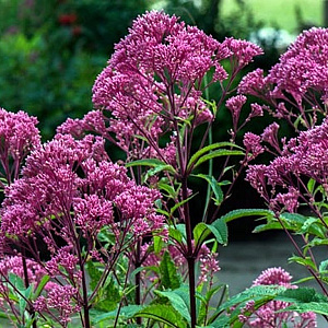 Eupatorium mac. 'JS Humble' GM P9