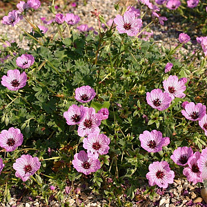 Geranium cin. 'Ballerina' GM P9