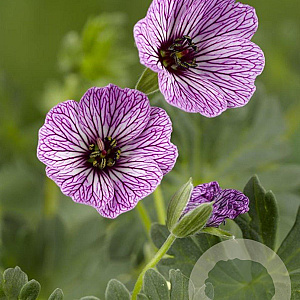 Geranium cin. 'Ballerina' GM P9