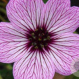 Geranium cin. 'Ballerina' GM P9