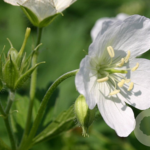 Geranium macul. 'Album' GM P9