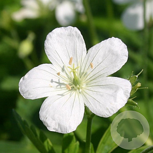 Geranium macul. 'Album' GM P9