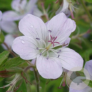 Geranium sylv. 'Ice Blue' GM P9