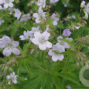 Geranium sylv. 'Ice Blue' GM P9