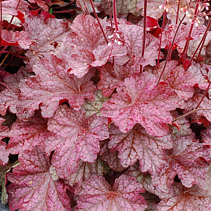 Heuchera 'Berry Smoothie' GM P9