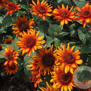 Heliopsis h. 'Luna Roja' GM P9