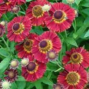 Helenium 'Salsa' GM P9