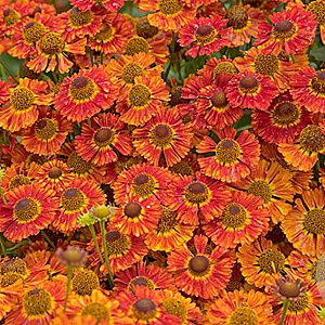 Helenium 'Salsa' GM P9