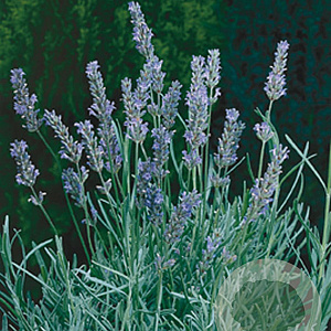 Lavandula int. 'Dutch' GM P9