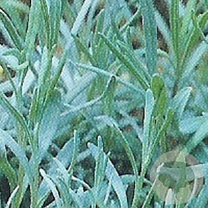Lavandula int. 'Dutch' GM P9