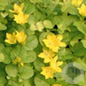 Lysimachia numm. 'Aurea' GM P9