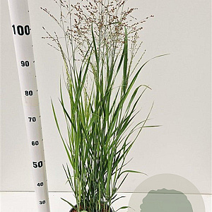 Panicum virgatum 'Heavy Metal' 60-80 cm 4,0L