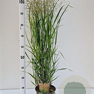 Panicum virgatum 'Heavy Metal' 60-80 cm 4,0L
