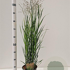 Panicum virgatum 'Heavy Metal' 60-80 cm 4,0L