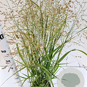 Panicum virgatum 'Heavy Metal' 60-80 cm 4,0L