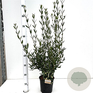 Phillyrea angustifolia 50-60 cm 2,5L