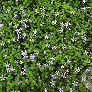 Pratia pedunculata 'County Park' GM P9