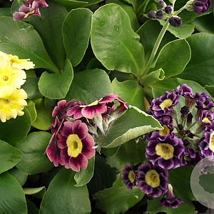Primula pubescens GM P9