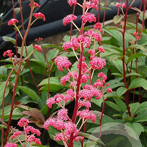 Rodgersia 'Bronze Peacock' GM P9