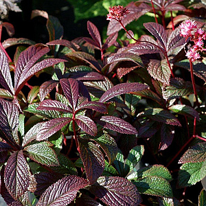 Rodgersia 'Bronze Peacock' GM P9