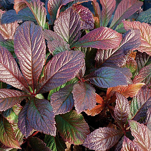 Rodgersia 'Bronze Peacock' GM P9