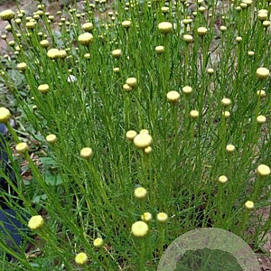 Santolina rosmarinifolia GM P9