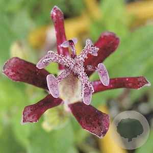 Tricyrtis hirta 'Raspberry Mousse' GM P9