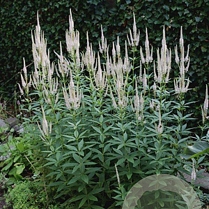 Veronicastrum virg. 'Roseum' GM P9