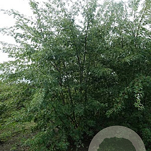 Acer s. 'Laciniatum Wieri' 10-12 HO draadkluit