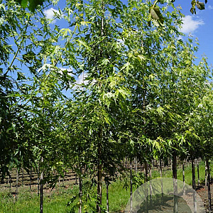 Acer s. 'Laciniatum Wieri' 8-10 HO draadkluit