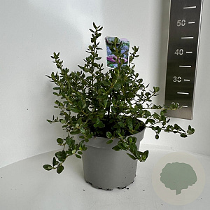 Ceanothus griseus 'Yankee Point' 30-40 cm 5,0L