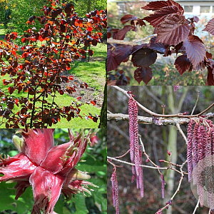 Corylus col. 'Te-Terra Red' 200-250 cm wortelgoed