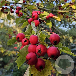 Crataegus durobrivensis 6-8 HO draadkluit