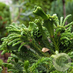Cryptomeria japonica 12-14 HO draadkluit